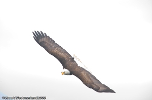Bald Eagle stock photography, Bald Eagle (Haliaeetus leucocephalus), Wrangell Narrows, Mitkof Island, near Petersburg, South East Alaska, Inside Passage