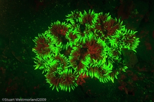 Fluorescence stock photography, science, fluorescing corals, glowing, 