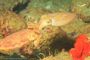 cuttlefish stock photography, Ambon Island,  Banda Sea, Indonesia
